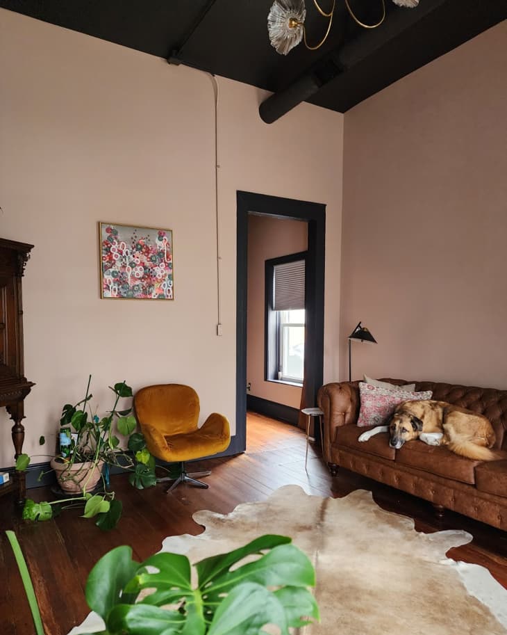 Dog lounging on sofa in newly renovated living room.