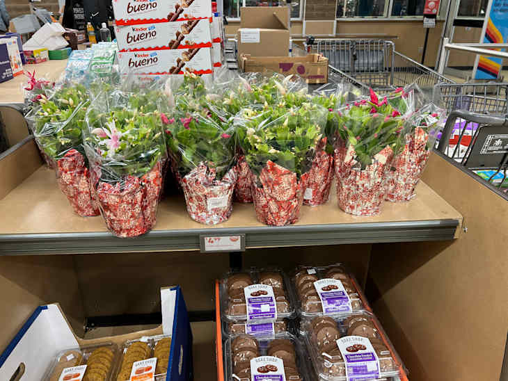 Aldi Has Thanksgiving Cactus Plants for Just $5 | Apartment Therapy