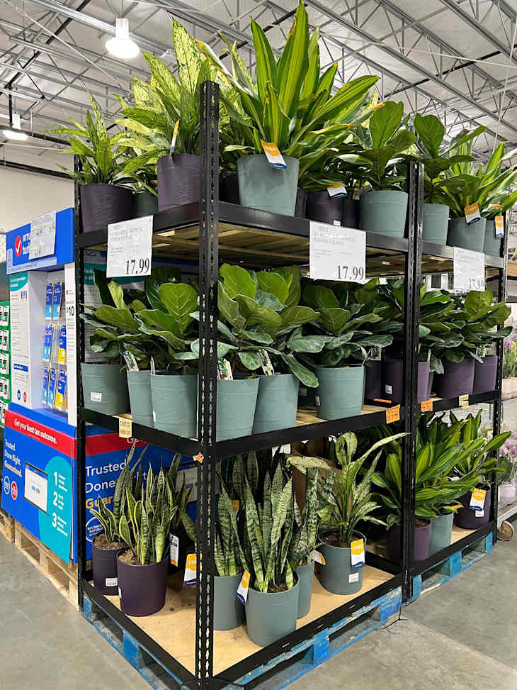 Costco is Selling Huge Houseplants for Under $20 | Apartment Therapy