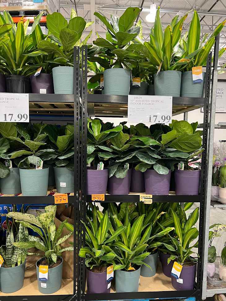 Costco is Selling Huge Houseplants for Under $20 | Apartment Therapy