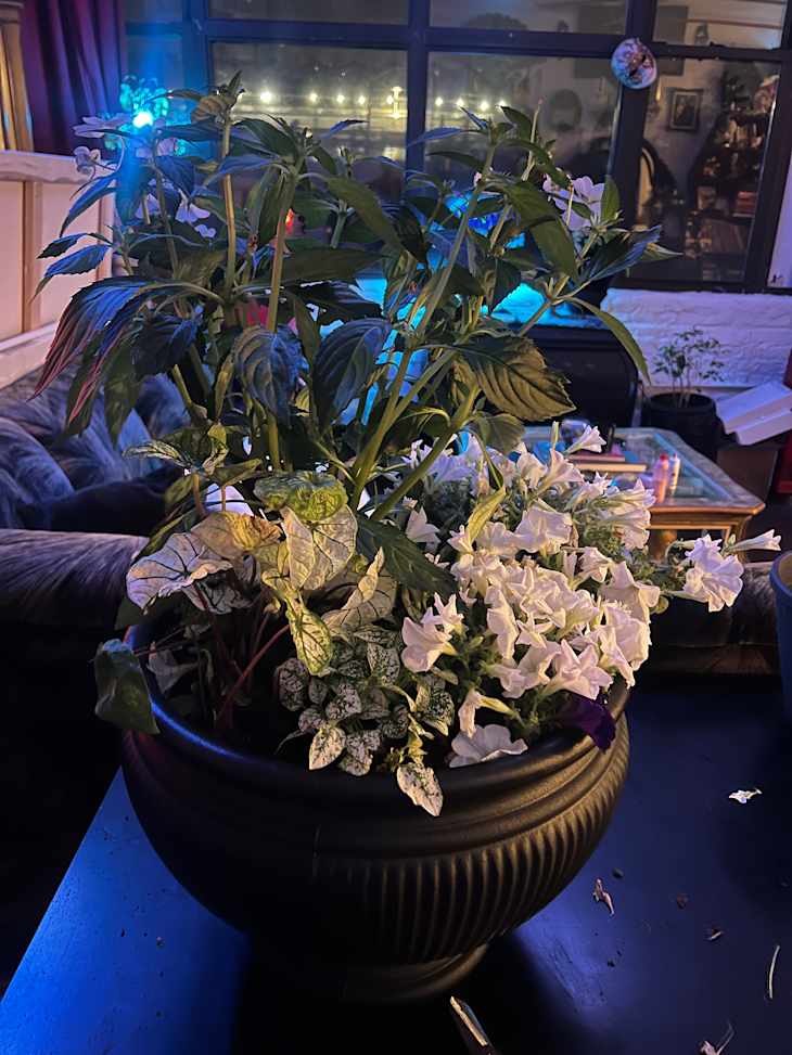 clear plastic plant pots 8