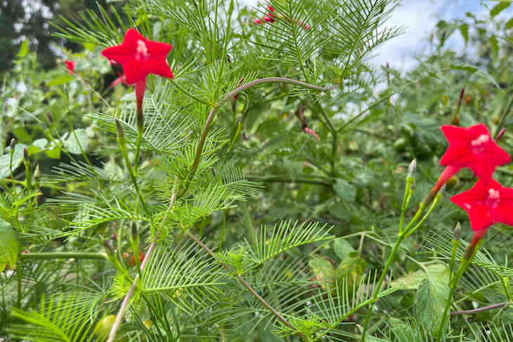 4 Plants a Master Gardener Never Uses at Home | Apartment Therapy