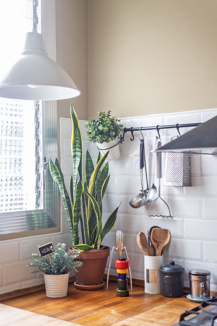 A corner of a kitchen with houseplants and kitchen tools.