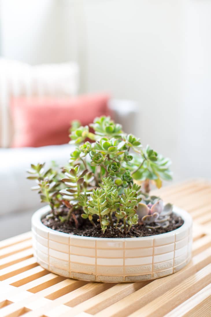 stick plant succulent Buy 'Pencil Cactus - Euphorbia tirucalli Firesticks' Care and Growing Guide