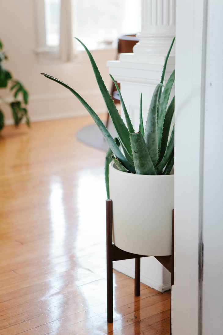 13 Best Houseplants for a Bathroom | Apartment Therapy