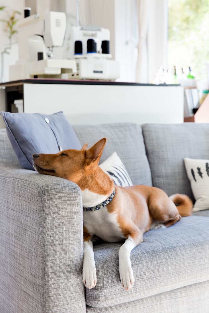 Dog Apartment Essentials: Living Small With a Large Pet » Sunny Sweet Days