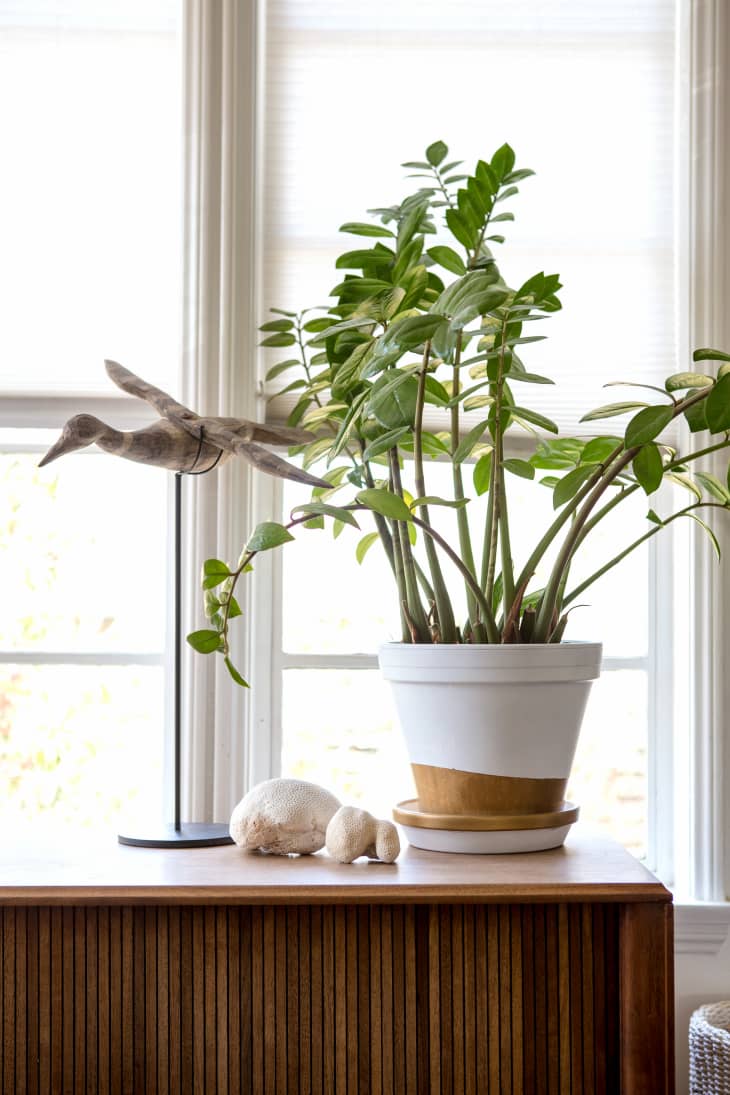 The 10 Best Kitchen Plants That'll Thrive in Any Space | The Kitchn