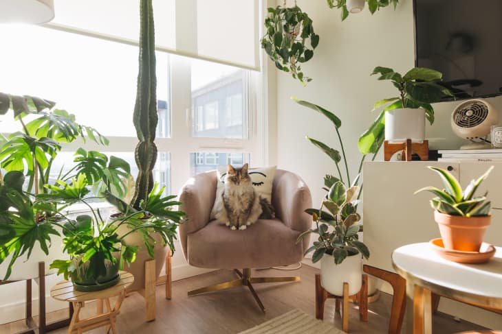 fiddle leaf fig flower FIDDLE LEAF FIG  Lixin Florist 