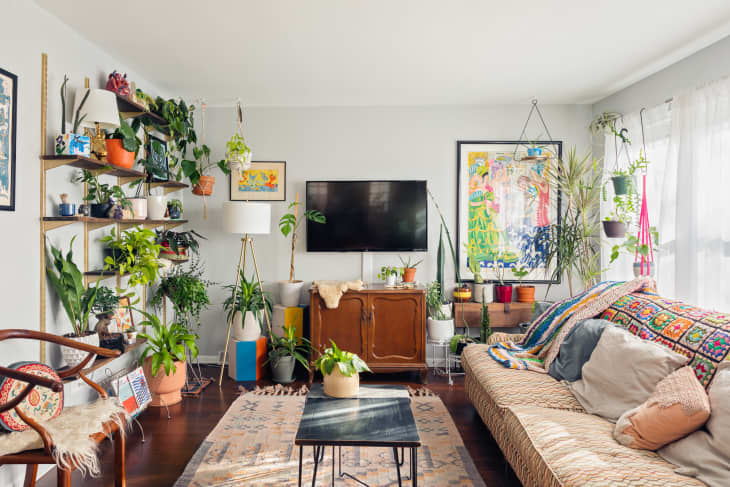 curly plant name Chlorophytum Comosum - Curly Spider Plant | Uprooted