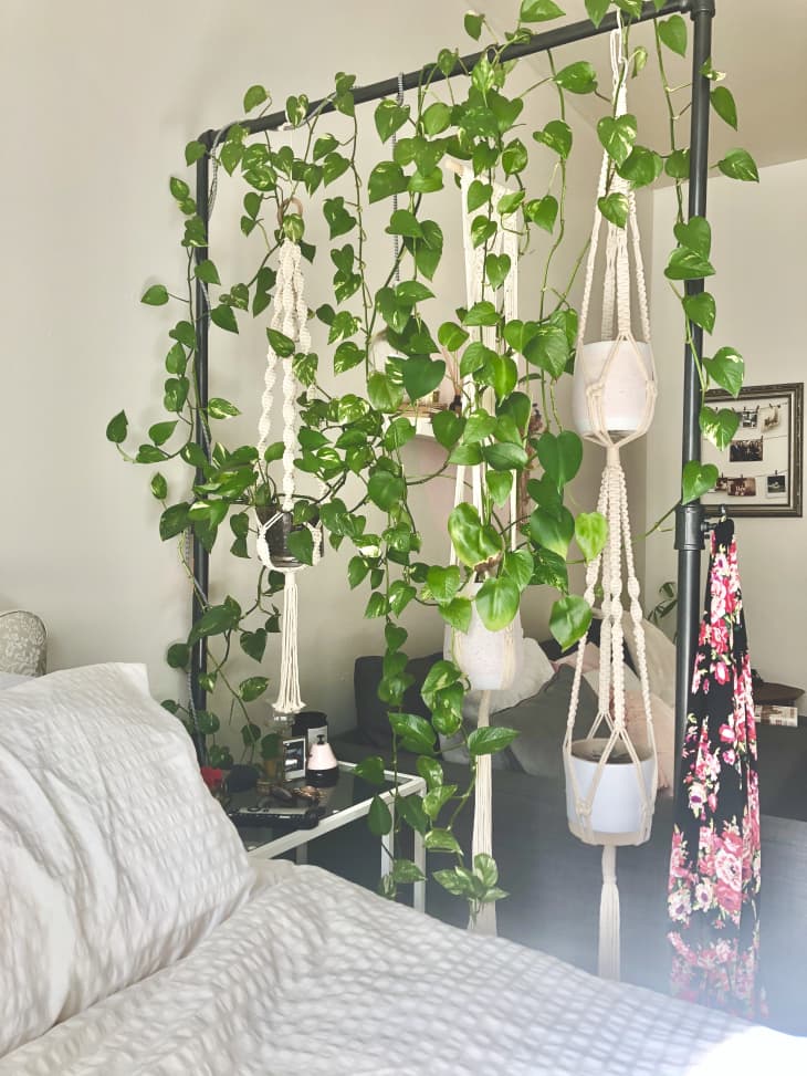 The 17 Best Indoor Hanging Plants to Capitalize on Vertical Space