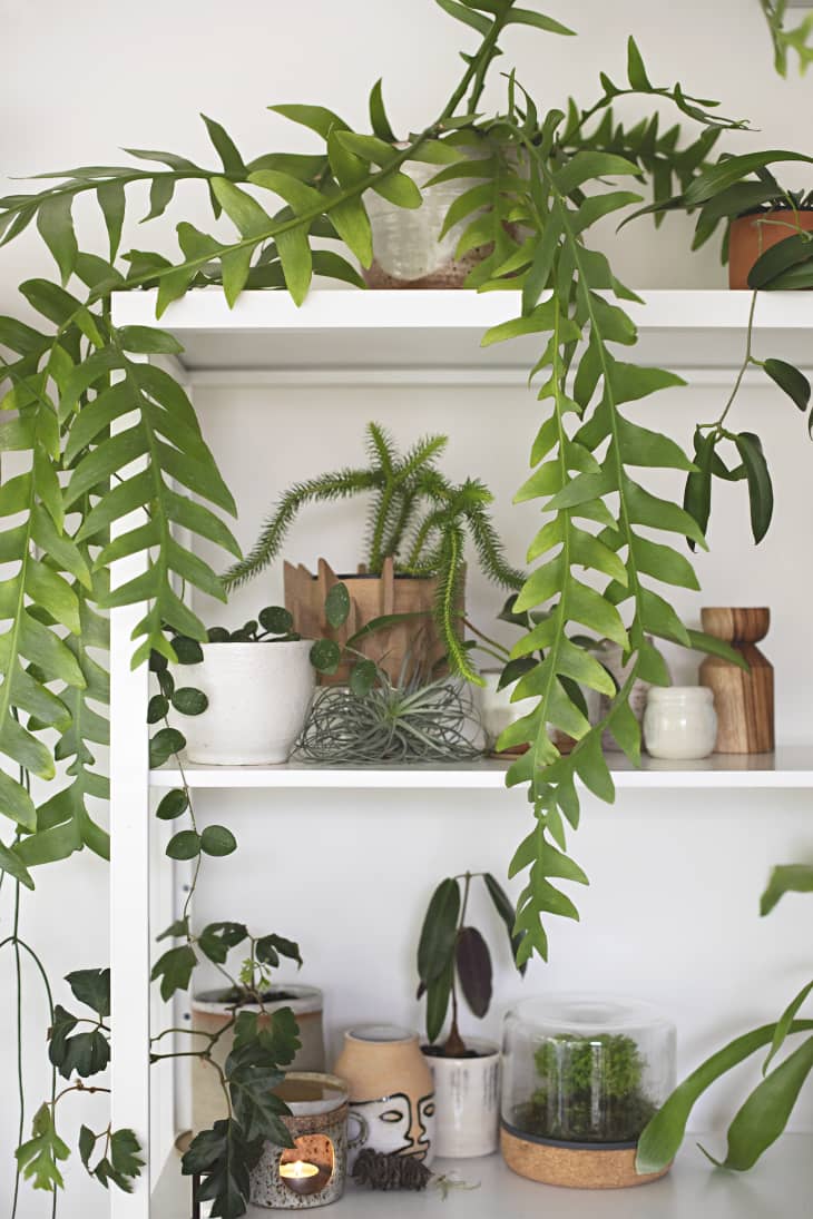 Corner of a tall white modern shelf that's covered in a variety of different potted green plants.