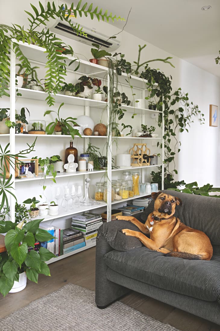 bug killer indoor plants Bonide Systemic Houseplant Insect Control