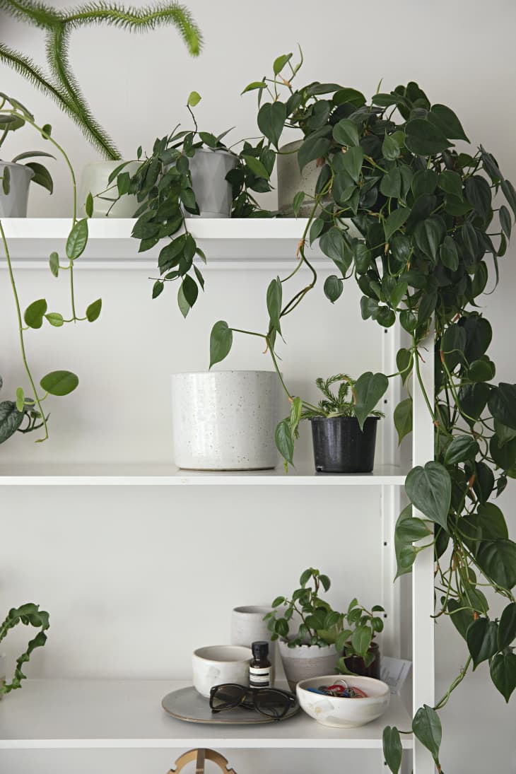 New Plant Parent Tips  What a First-Time Planet Owner Wish She Knew |  Apartment Therapy