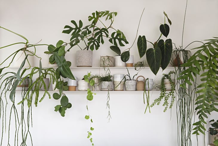 White Walls Paired with Plants Home Decor Trend | Apartment Therapy