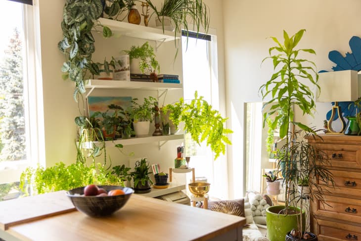 Bright modern kitchen with open shelving and lots of plants