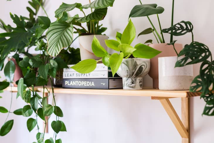 Several different varieties of leafy green plants in small, modern planters rest on top of a simple wooden wall shelf.