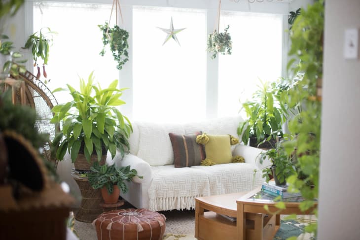 A bright sunny room with a large window and lots of plants