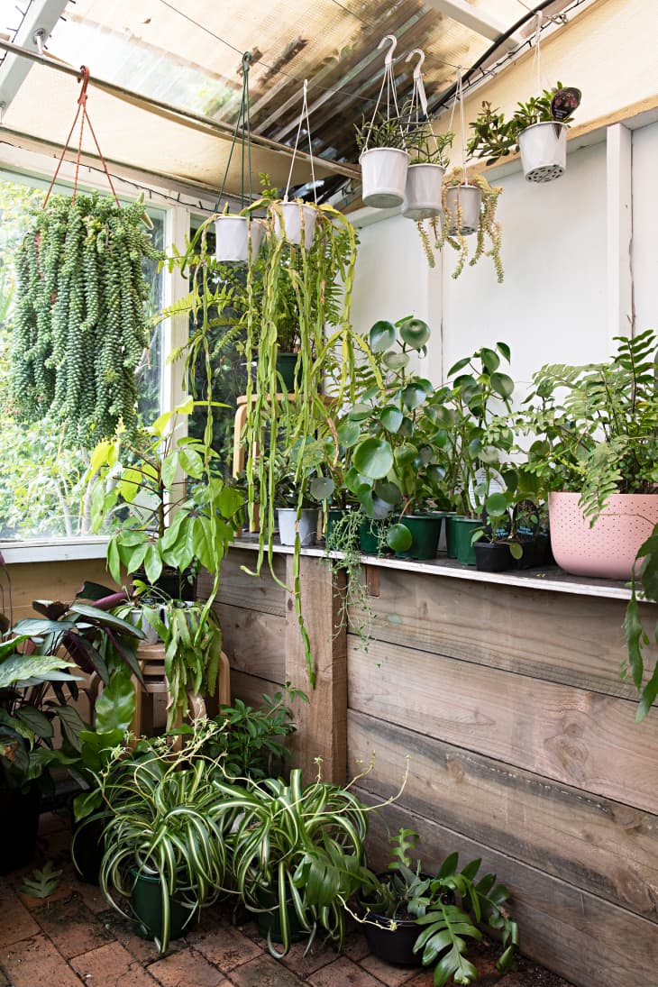 Corner of a green house that's filled with lots of different types of green plants, including plants resting on the brick floor and plants hanging from the ceiling.