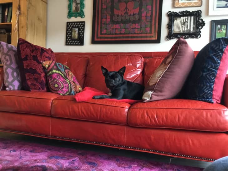 Dog sitting on red leather sofa
