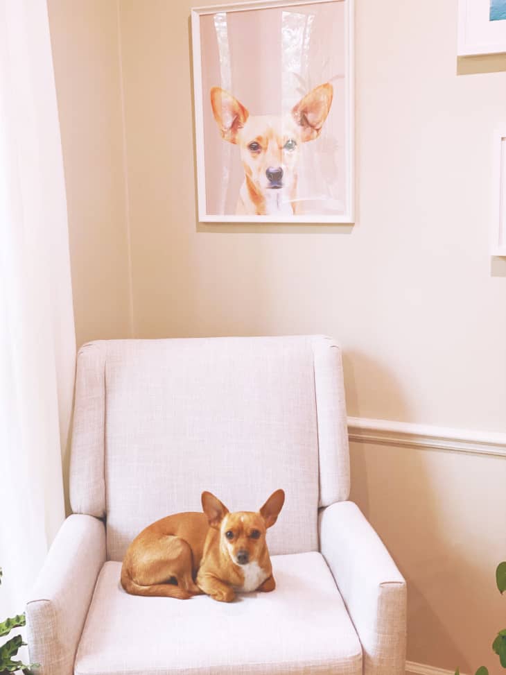 Dog sitting on chair underneath portrait of itself