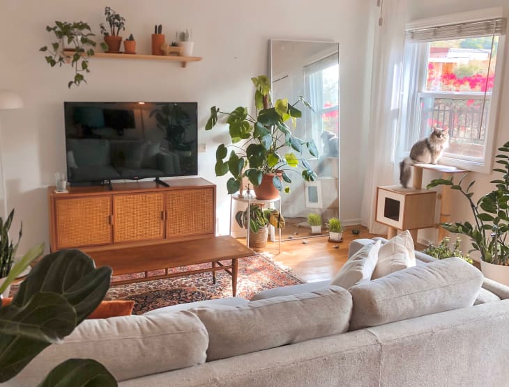 Plant-filled living room with cat next to window