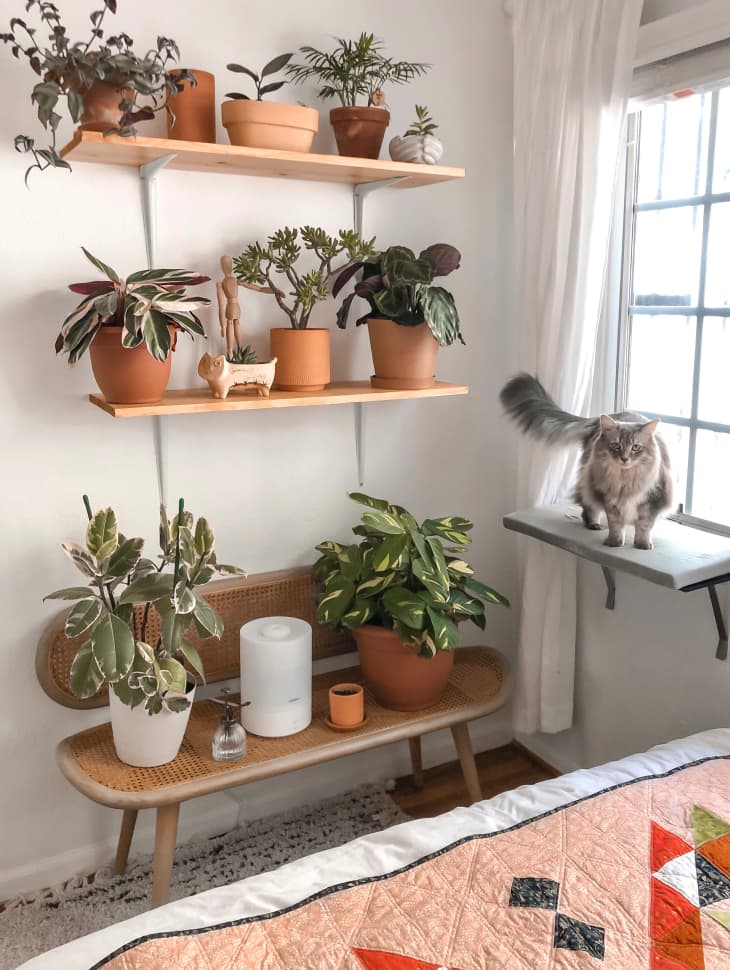 Bench and shelving with plants next to bed