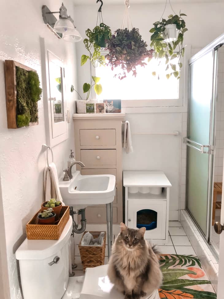 Small, neutral bathroom with hanging plants