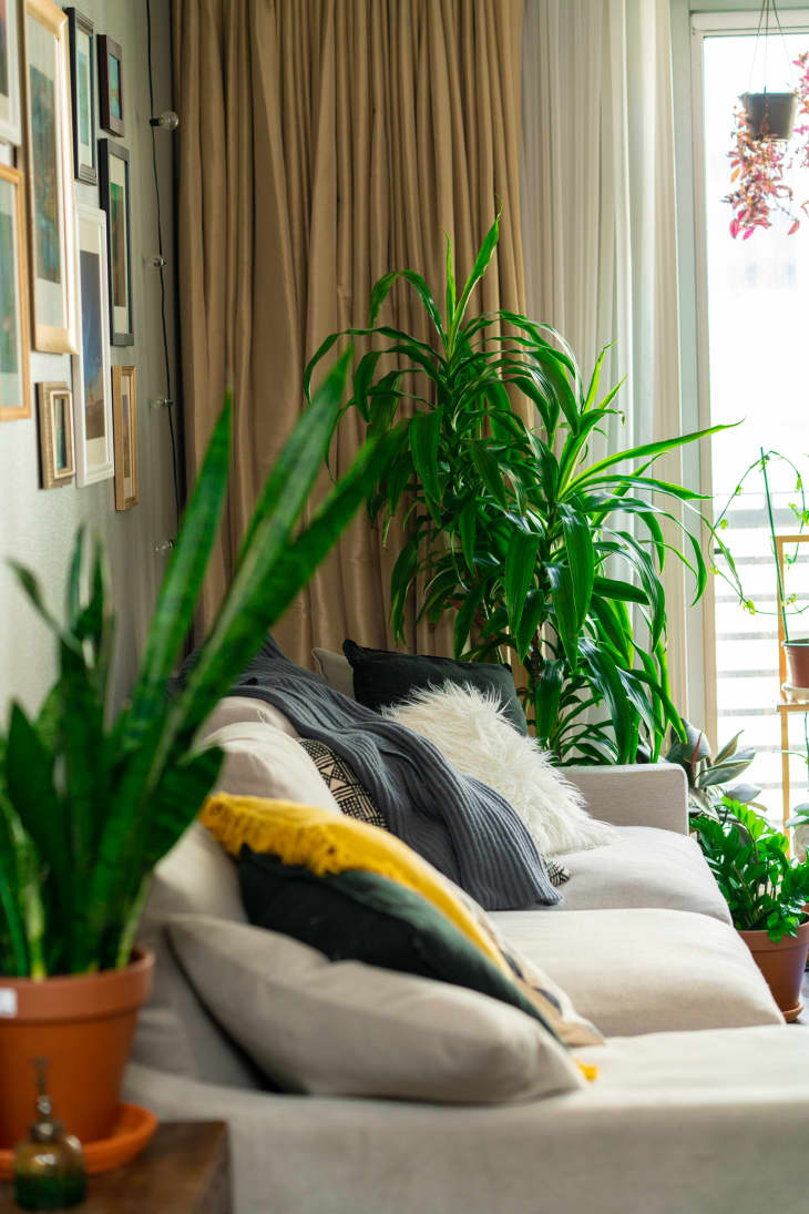 Tan sofa with yellow accent and plants on both sides