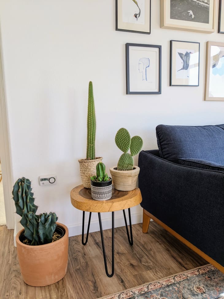 Cacti on side table next to sofa