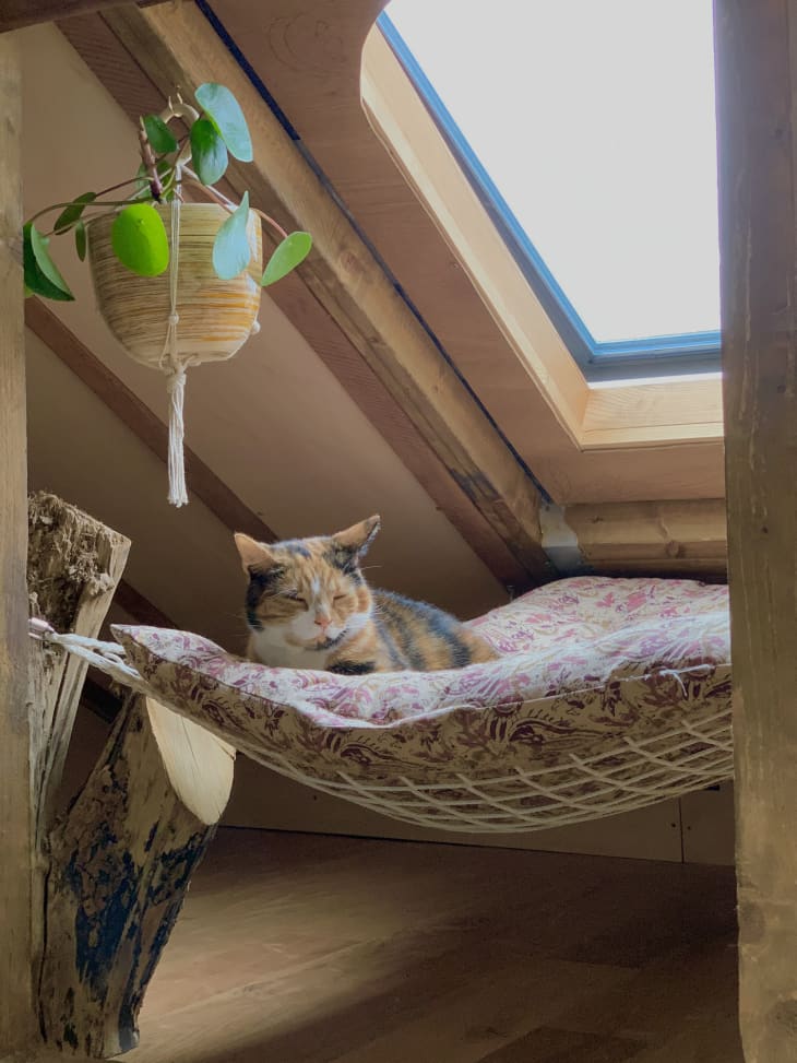 Calico cat laying in a miniature hammock under a skylight