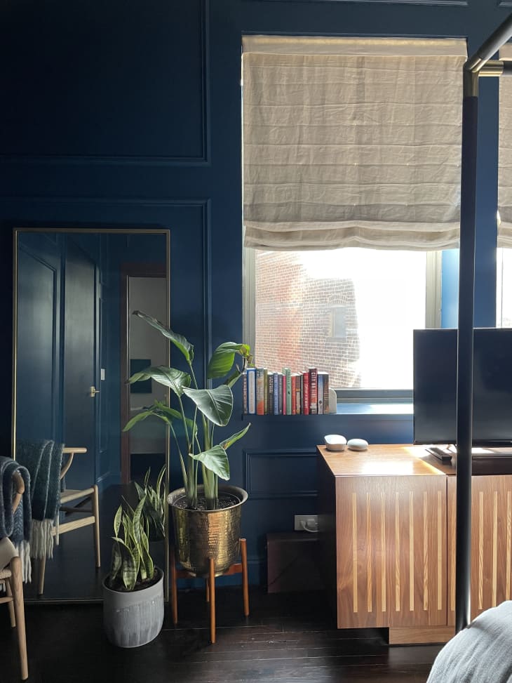 Blue room with plants