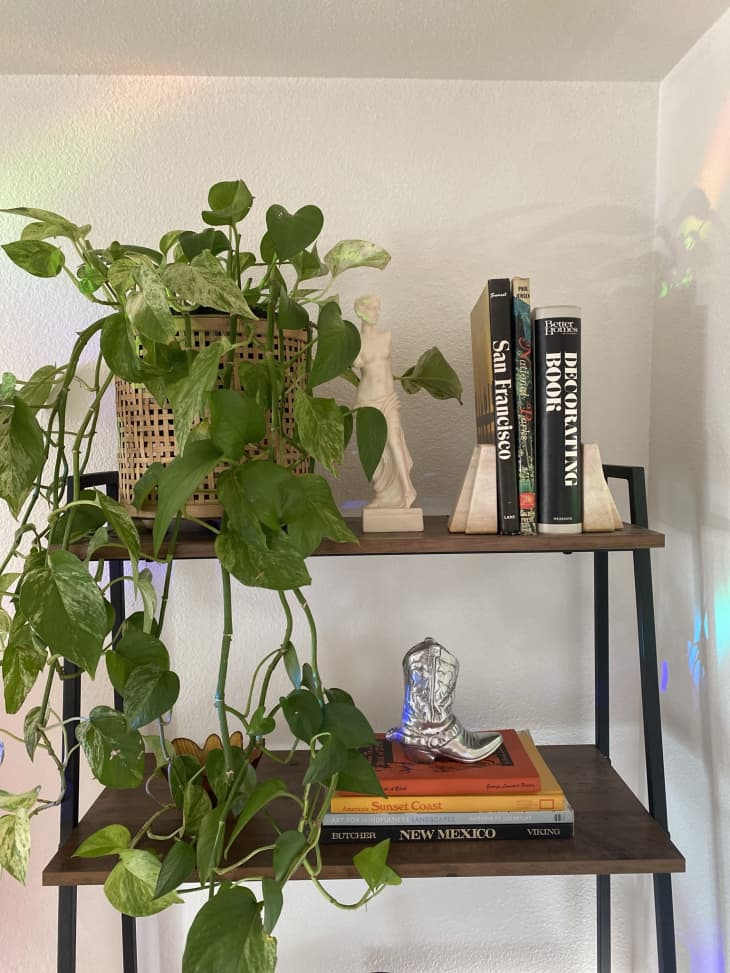 bookshelf with green plant