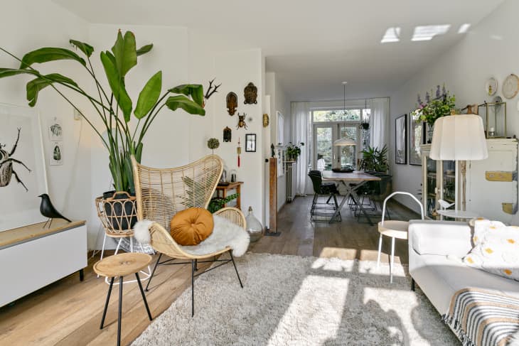 White living room with gray rug and green plant