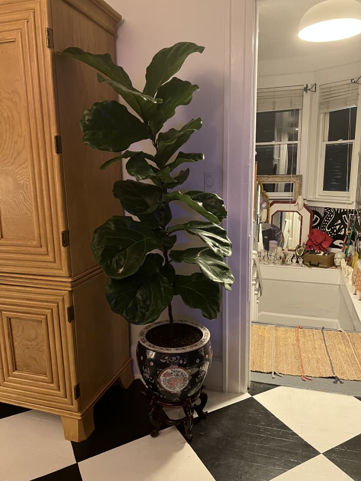 tall plant on a checkered floor