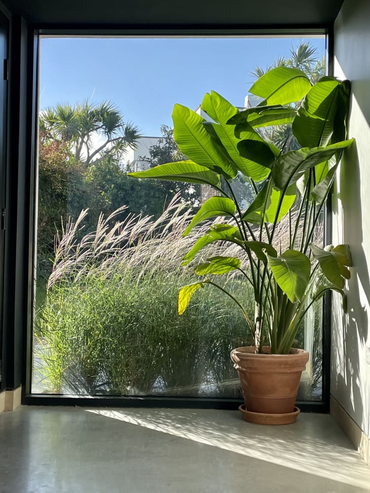 A floor to ceiling window with a pottle plant on one side and outdoor plants on the other