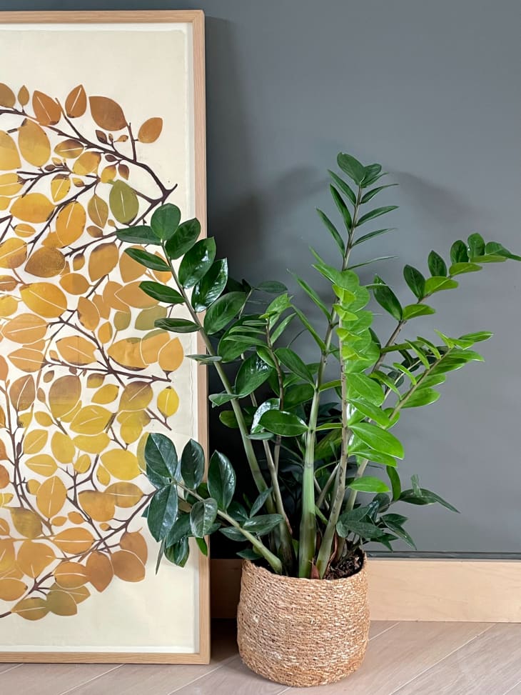 A yellow leaf print of art next to a green leafy plant