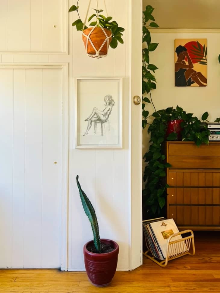 A white wall with a hanging plant and a black and white drawing