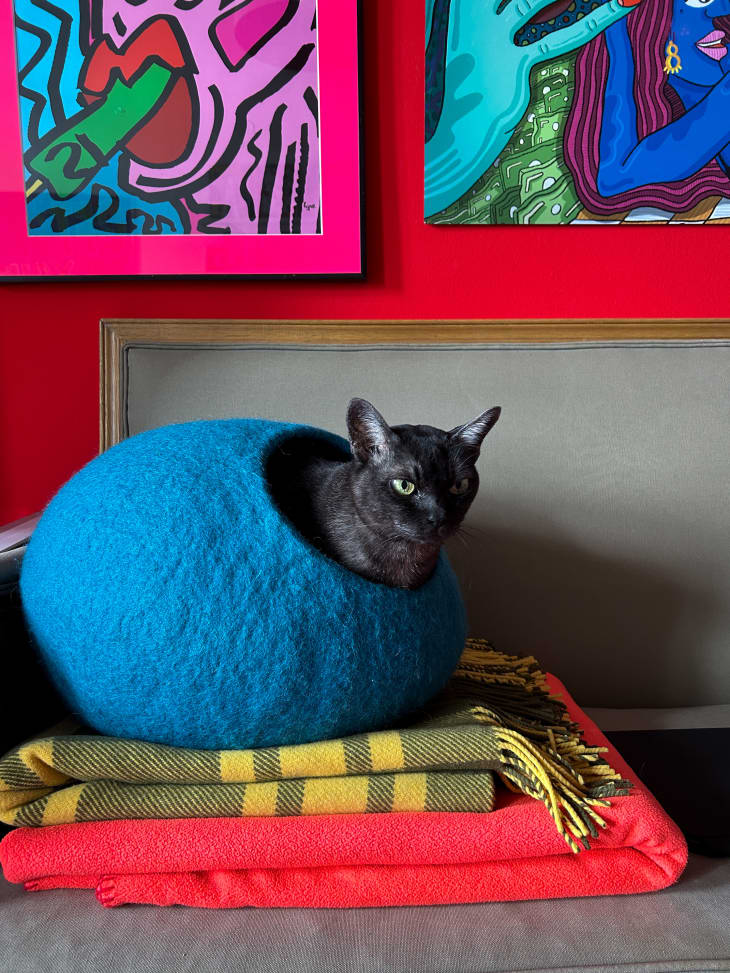 Cat sitting in felt pot with colorful wall art behind.