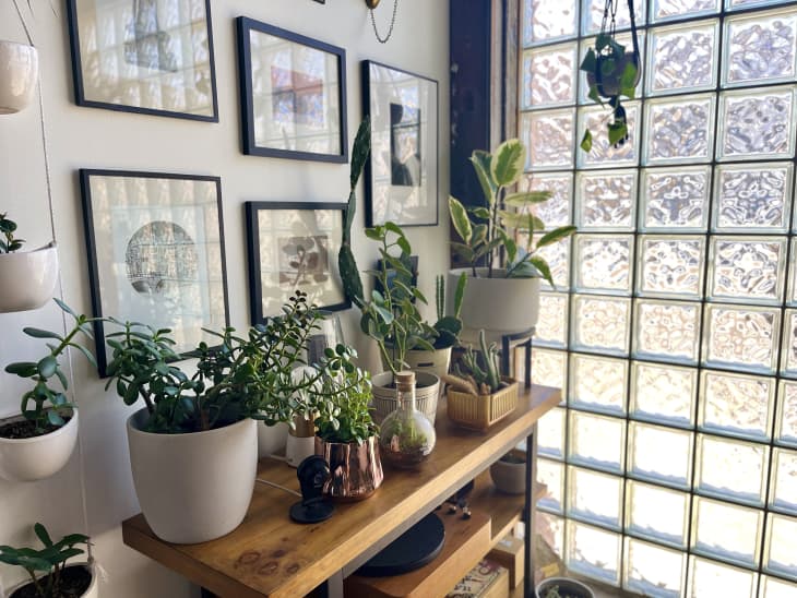 Wood shelves of potted plants with a gallery wall behind it. Some hanging plants, all by a large glass block window