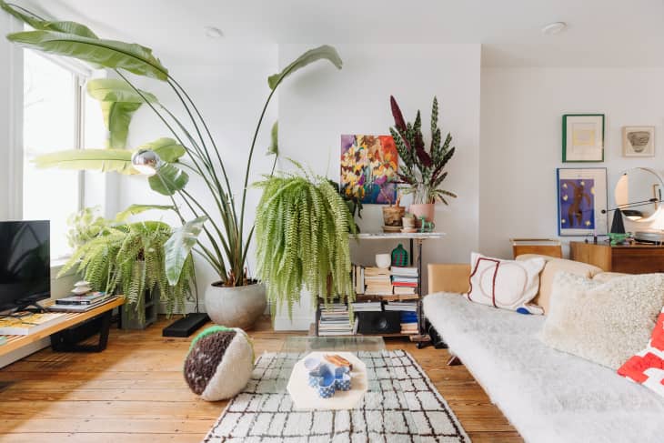 Philadelphia residence with white walls, lots of wood details: living room with tan leather sofa with sherpa seat, red and white throw, shag cream and black rug, clear acrylic coffee table, lots of plants