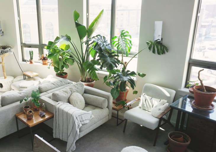 living room with pale gray sofa and cushioned armchairs, white accent pillows and throws, lots of plants, wood and gray shag cat tree