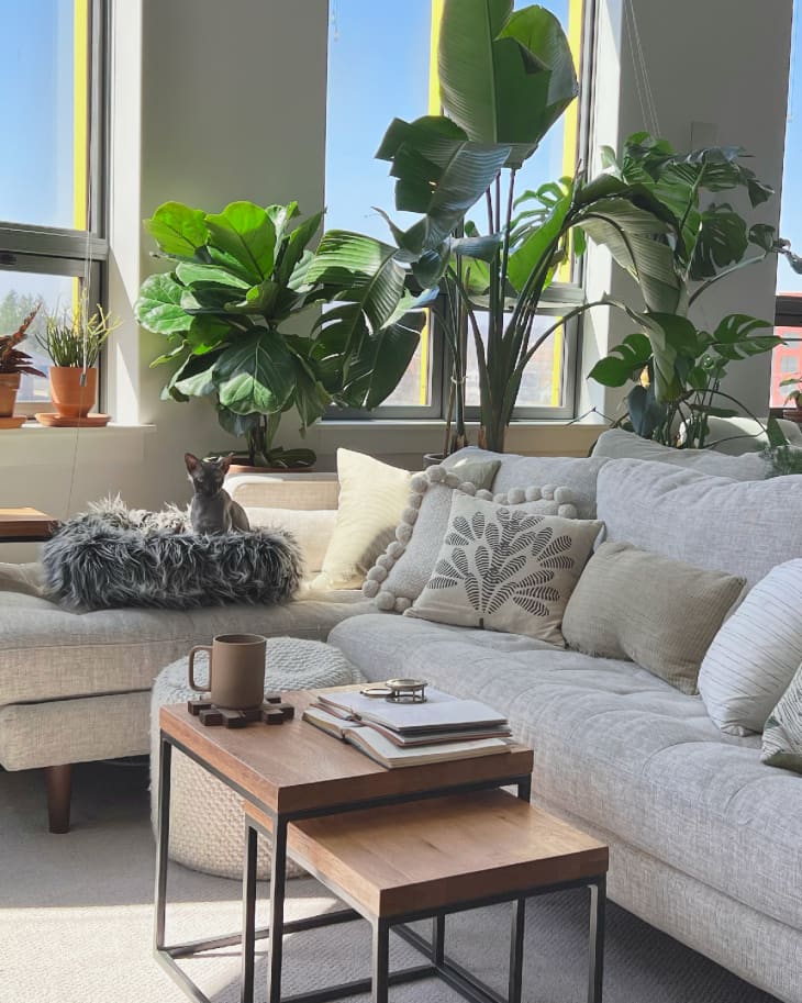 living room with pale gray sofa and cushioned armchairs, white/gray accent pillows and throws, lots of plants, cat in gray shag bed
