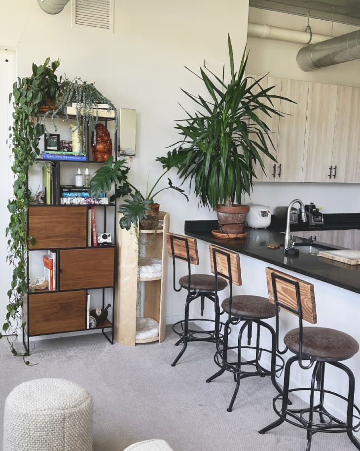 Kitchen black bar counter with 3 wood backed barstools, set of shelves with books, hanging plants, small cat bed with multiple levels in corner, large potted plant on counter. Kitchen has pale/whitewashed wood finish cabinets, exposed hvac tubing