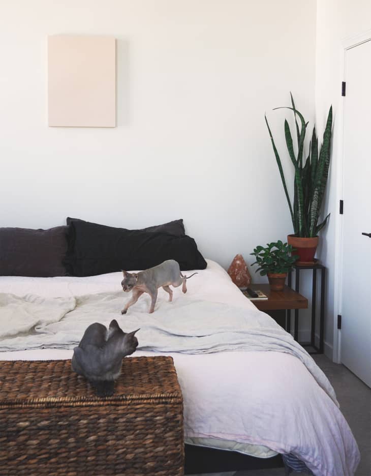 Cat on bed in minimalist bedroom. White bedding, black pillows. Another cat is on a basket at the foot of the bed. White walls, snake plant in corner