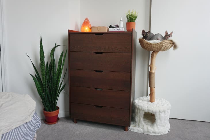 Dark wood dresser with treelike cat tree next to it. 2 cats in the basket bed on top. Plant, book, salt light on dresser. Large snake plant on floor to left