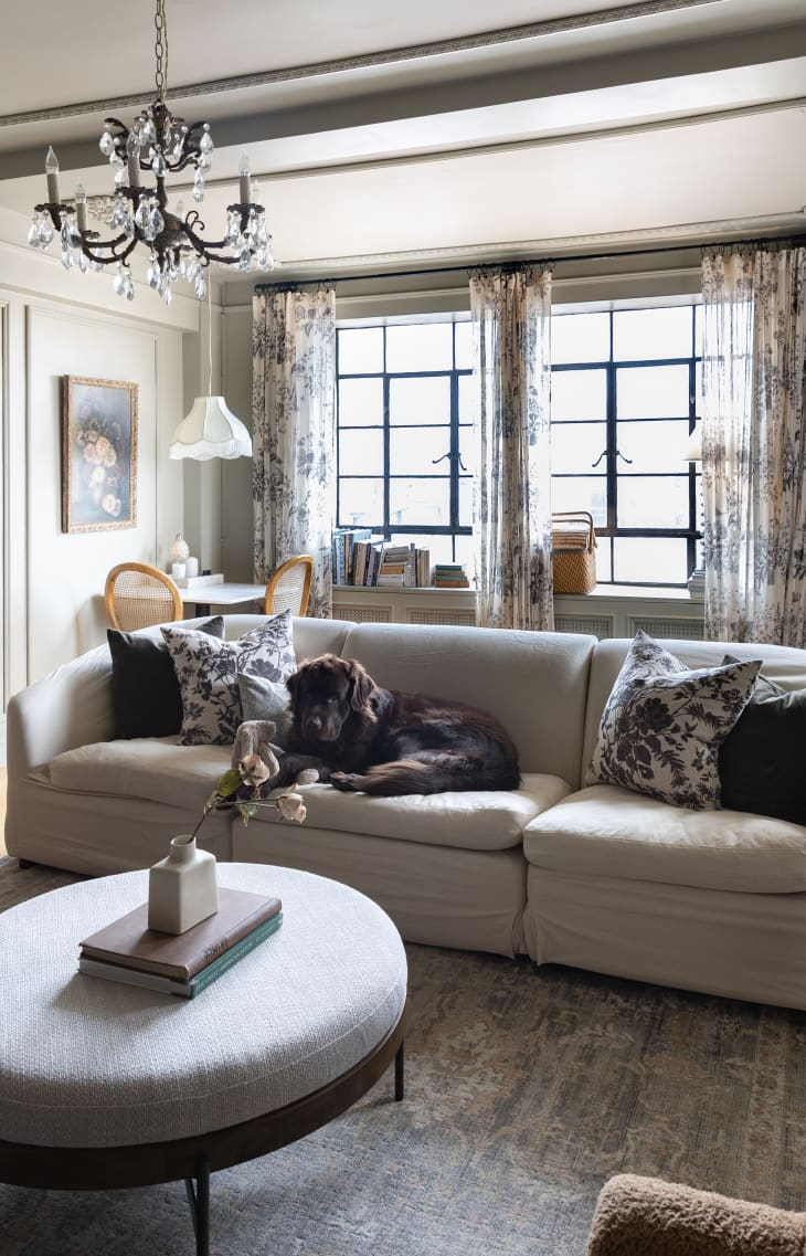 Dog on cream colored couch in neutral living room