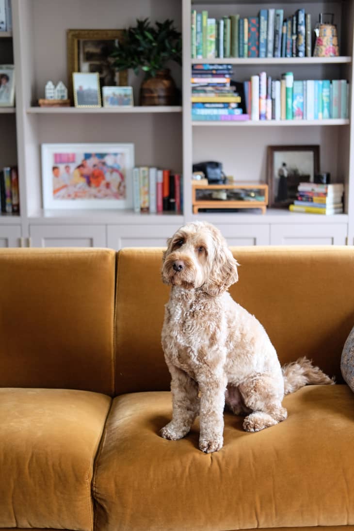 Dog sits on velvet ochre sofa in book filled living room.