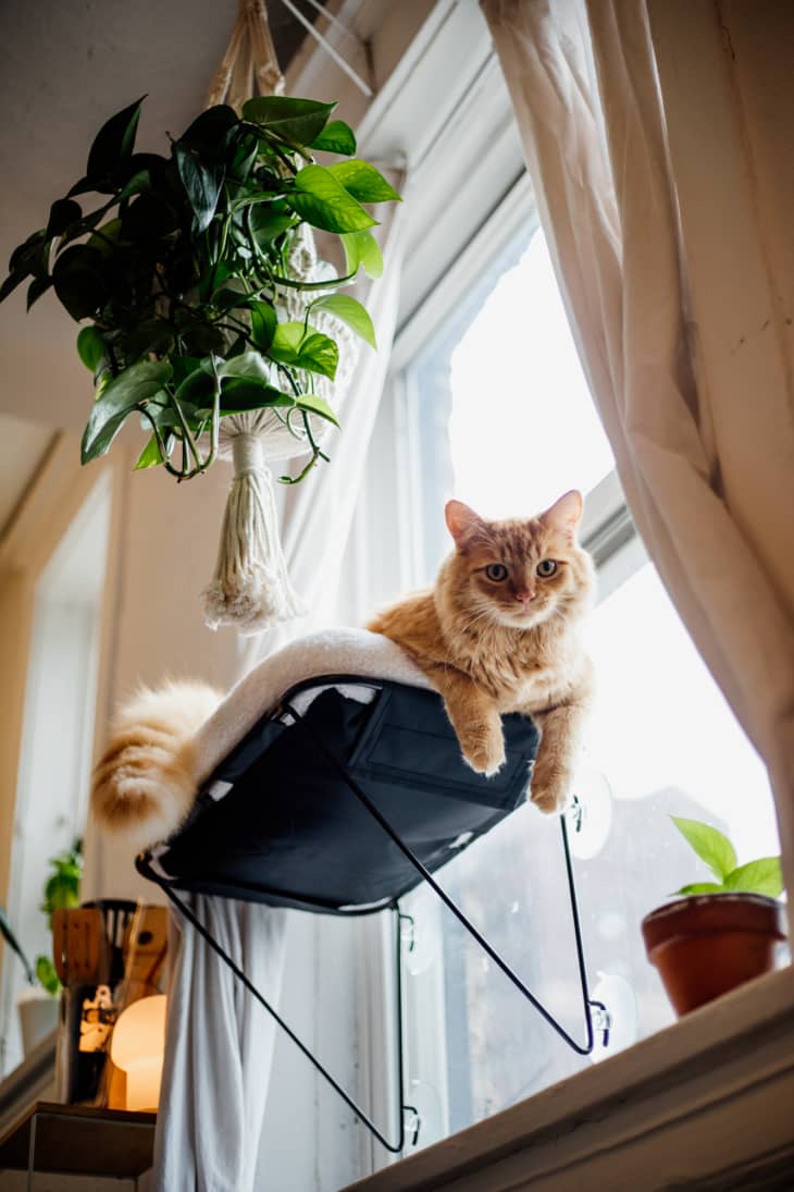 cat in window cat bed, plants hanging
