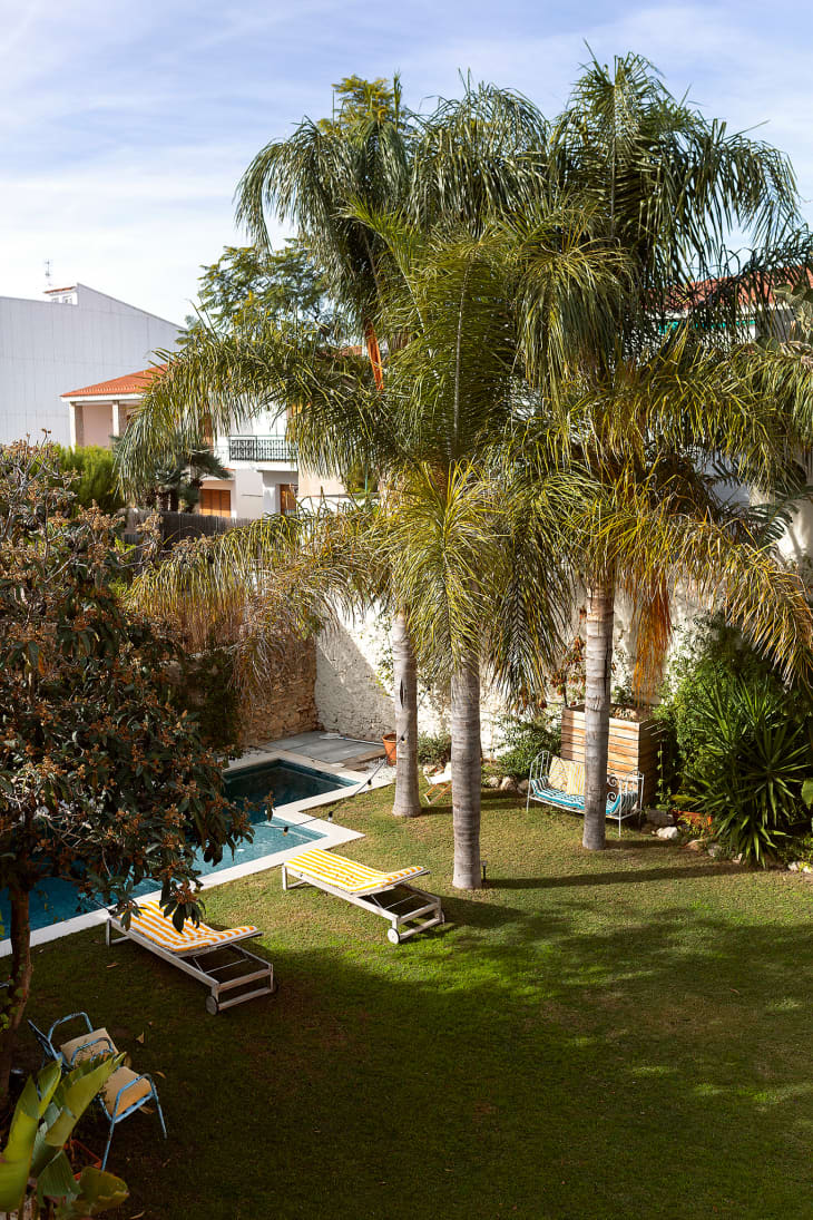 Palm trees surround backyard pool.