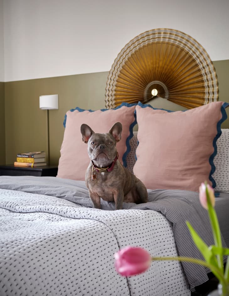 bed with dusty rose decorative pillows, white patterned coverlet/duvet. Walls are painted halfway up with olive green, brown fan on wall behind bed as art. French bulldog on bed